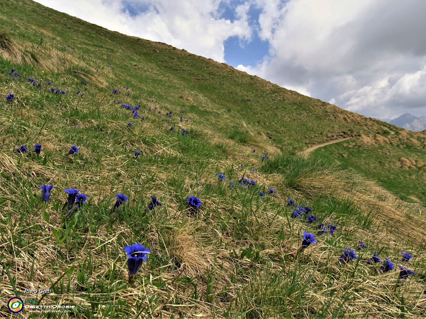 29 Diffusa fioritura di Gentiana acaulis (Genziana di Koch)  .JPG